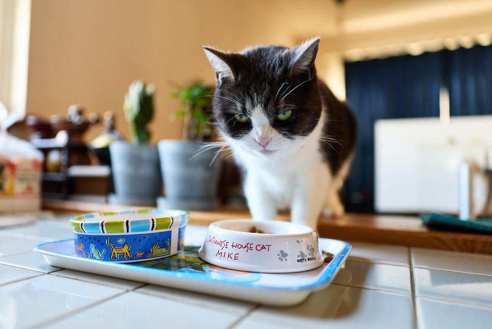 eu-macht-chips-für-hunde-und-katzen-zur-pflicht